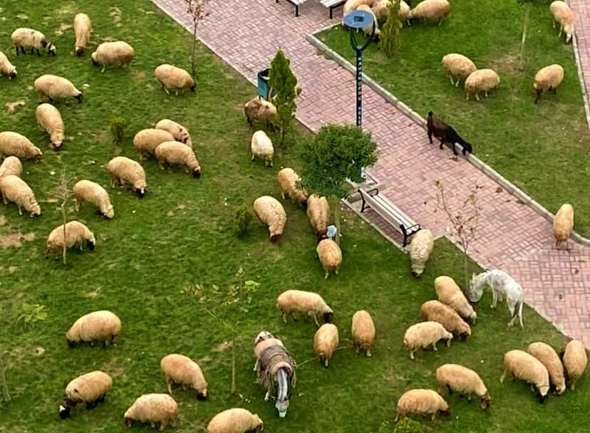 Çoban, koyunlarını şehrin göbeğindeki parkta otlattı