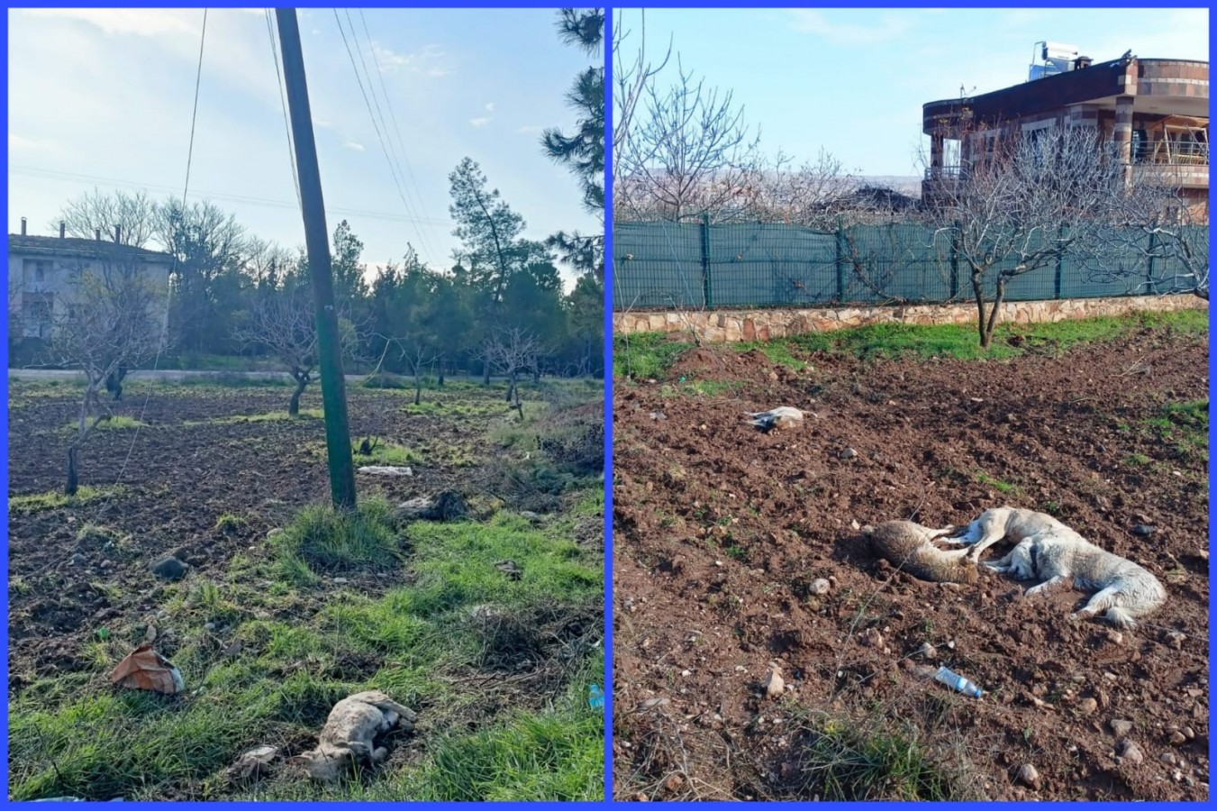 Karaköprü’de elektrik akımına kapılan 5 köpek telef oldu