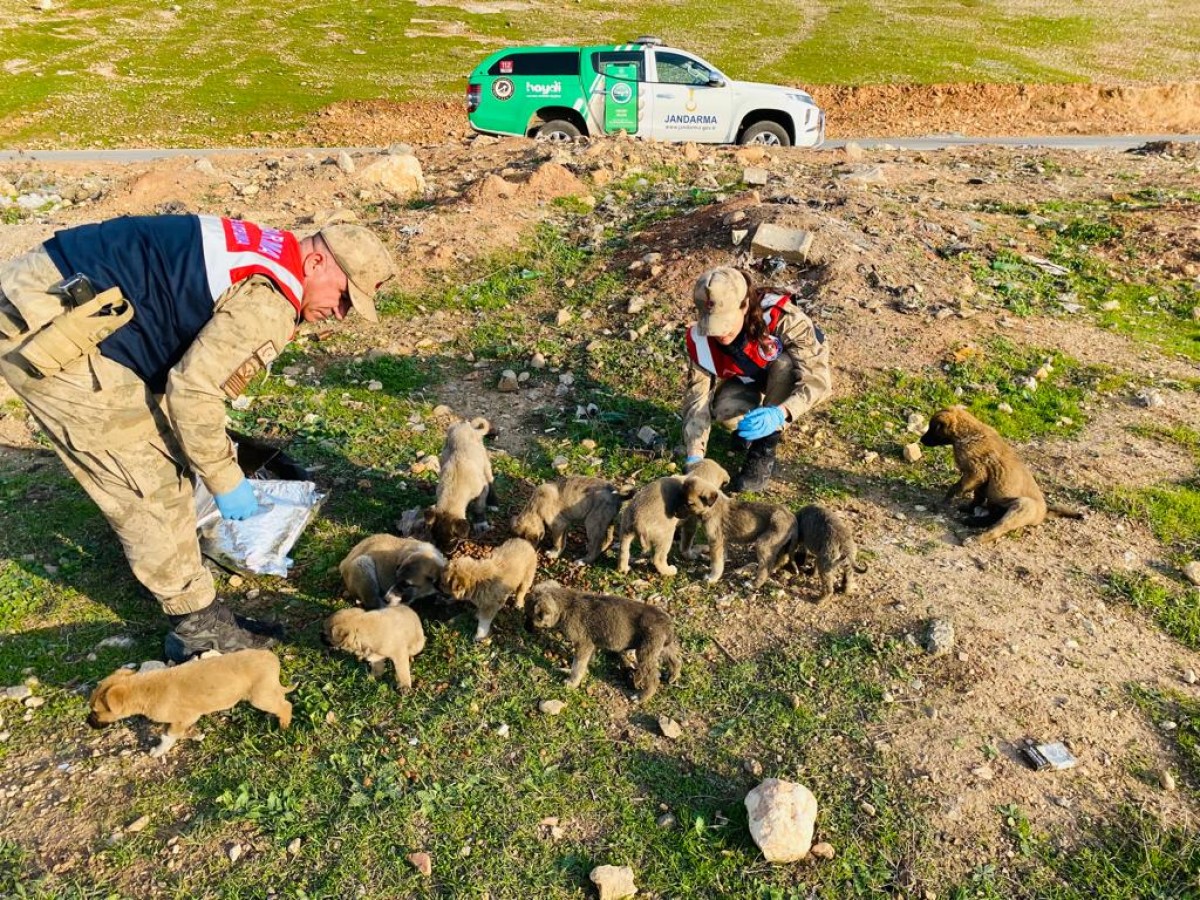 Şanlıurfa’da HAYDİ ekipleri sokak hayvanlarını unutmadı