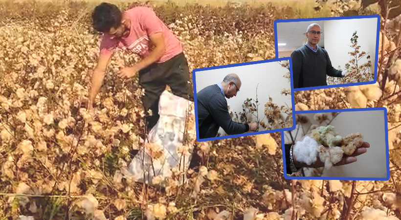 Şanlıurfa’da renkli pamuk dönemi