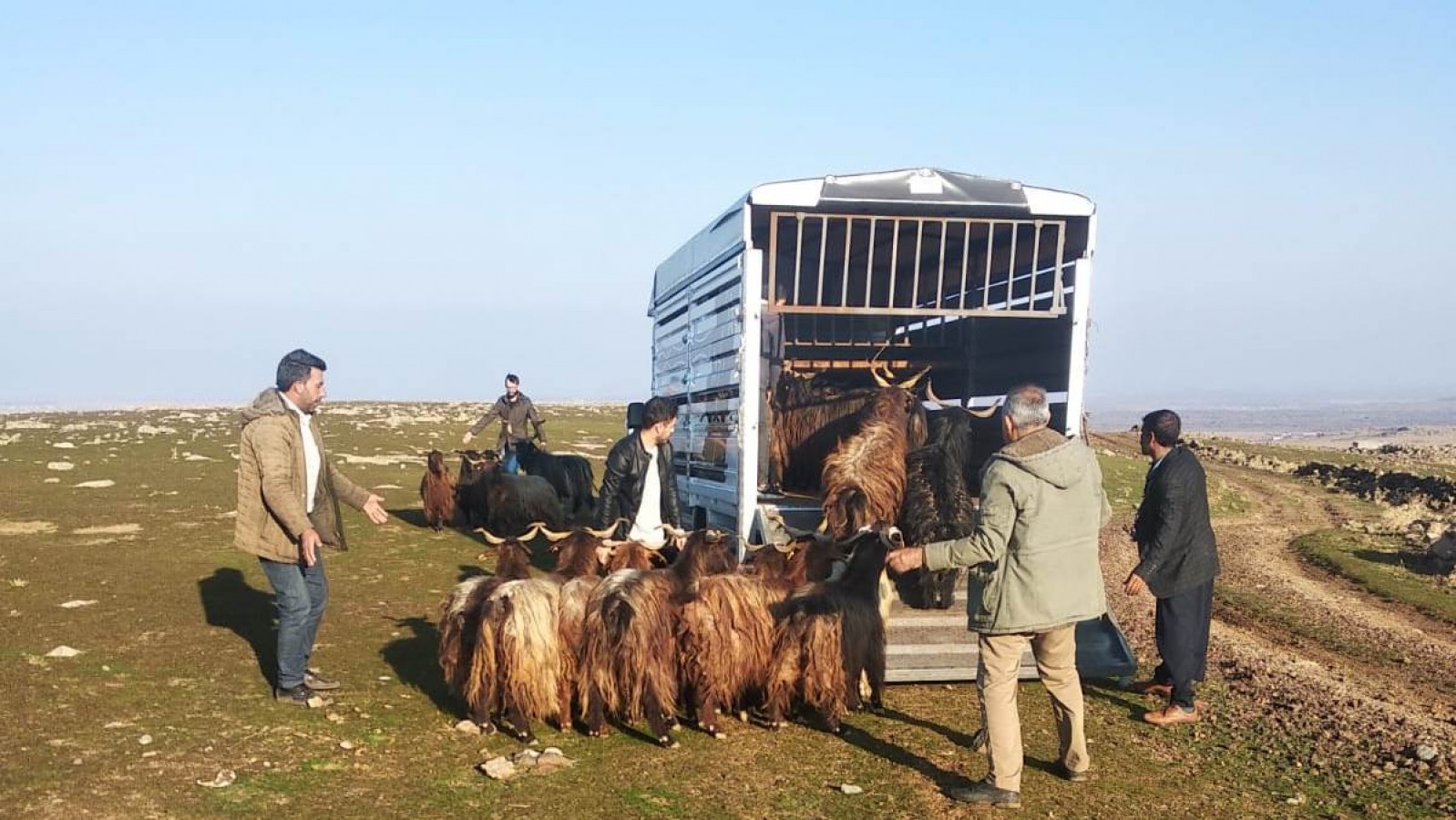 Siverek’te çalınan küçükbaş hayvanlar Diyarbakır'da bulundu